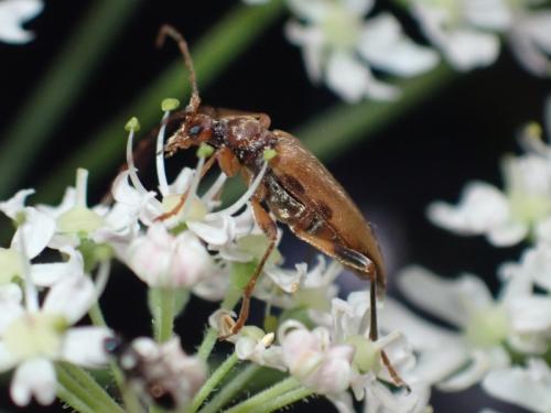 Pidonia lurida